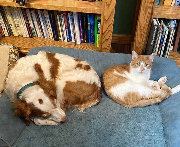 An organge and white dog lies next to an orange and white cat on a pet bed