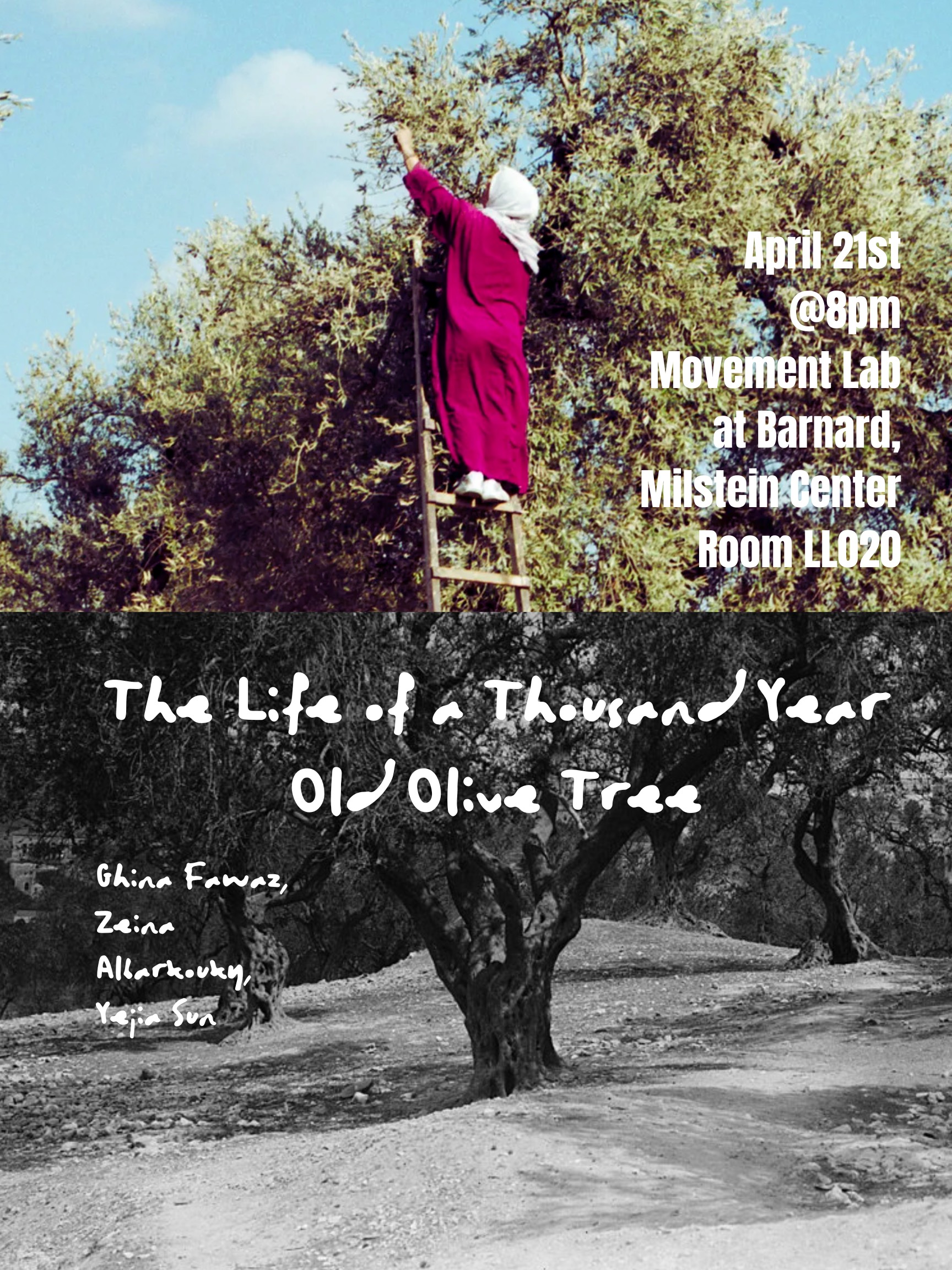 The Life of One Thousand-Year Olive Tree 